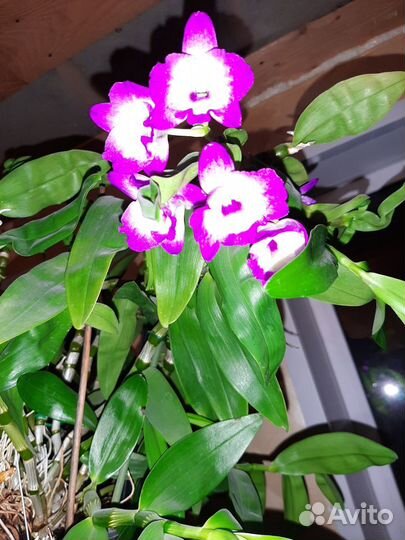 Орхидея дендробиум розовый