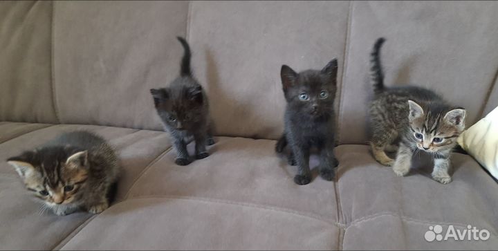 Отдам котят