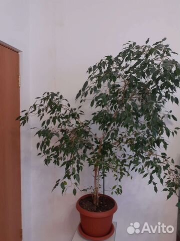 Фикус Бенджамина