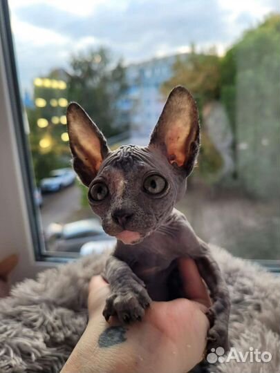 Донской сфинкс девочка