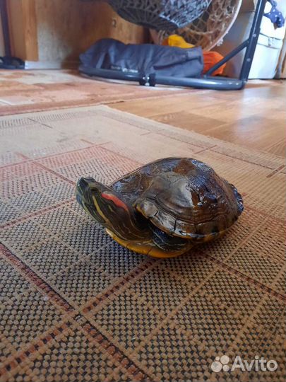 Черепаха