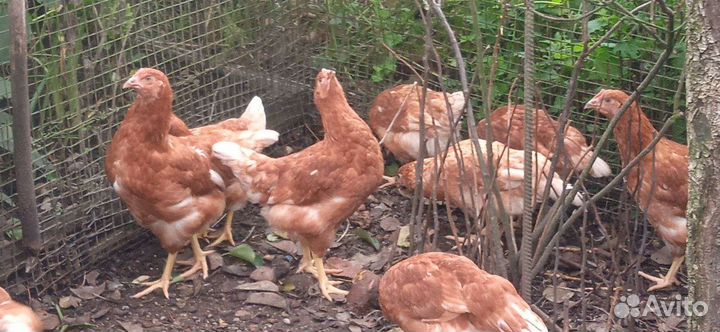 Цыплята 3 месяца Ломан Браун