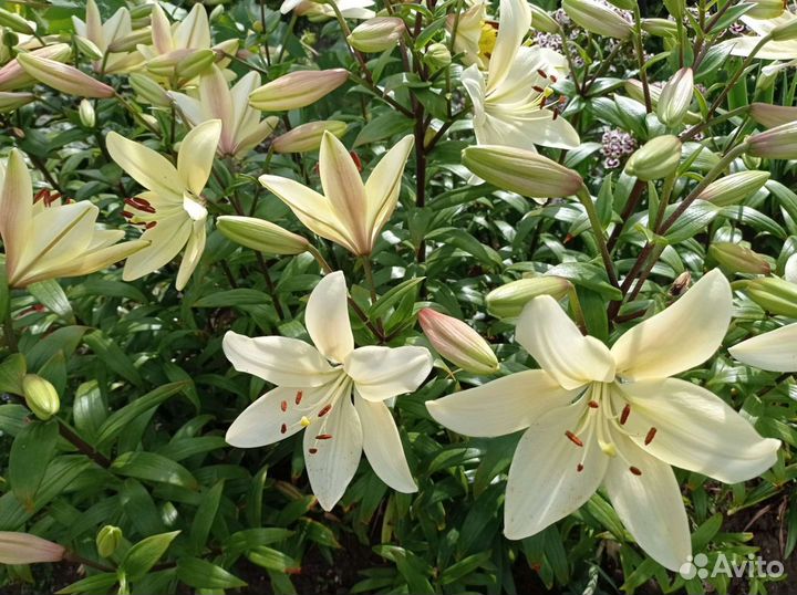 Лилии.Нарциссы.Лилейник