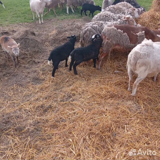Барашки на племя (бронь)
