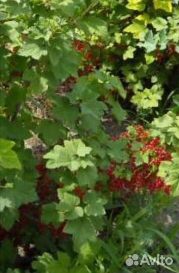 Красная смородина