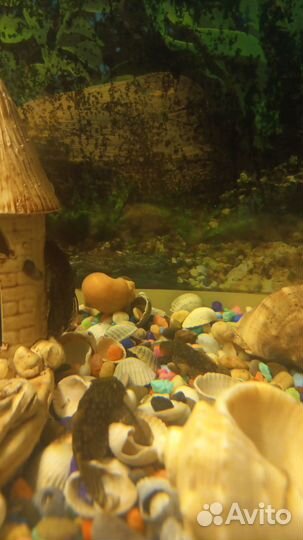 Продам сомиков 10шт