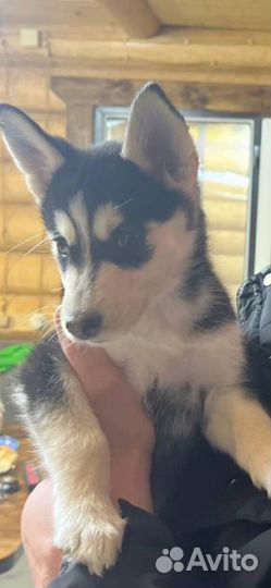 Девочка хаски.2 месяца