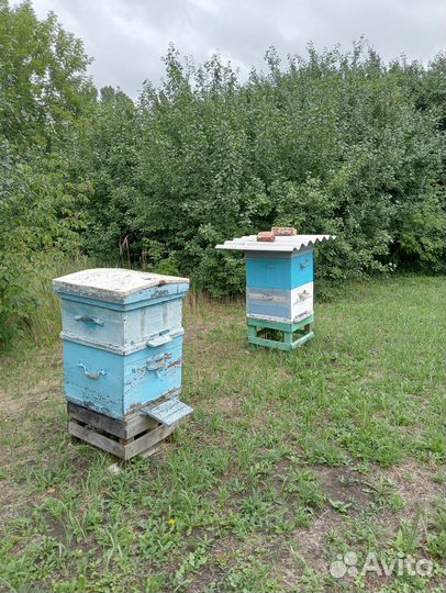 Продам ульи