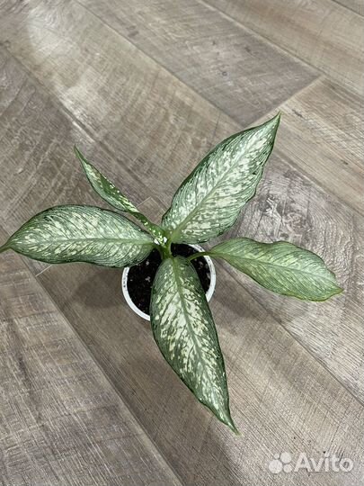 Диффенбахия