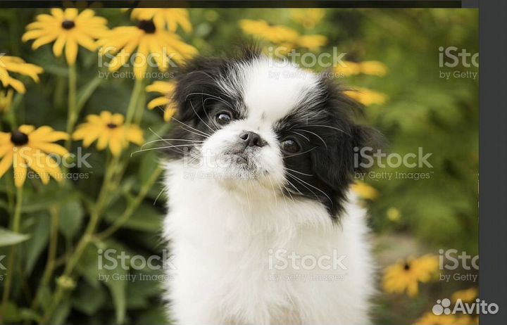 Японский хин