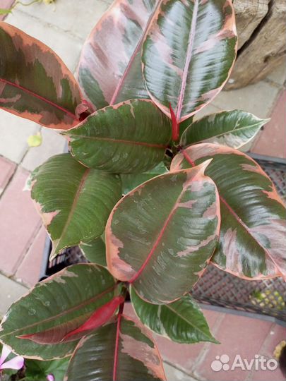 Фикус Абиджан, Белиз