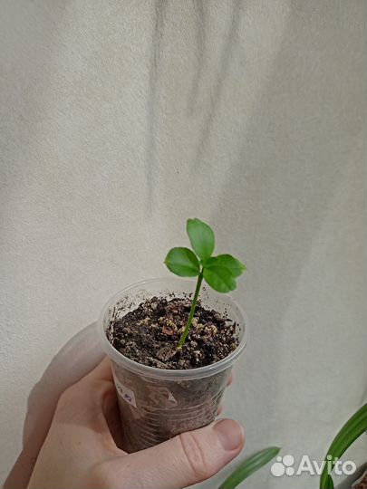 Продам саженец мандарина, лимона