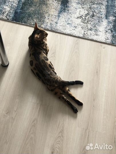 Бенгальский кот на вязку