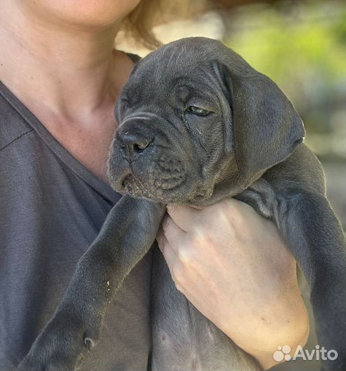 Щенки кане Корсо