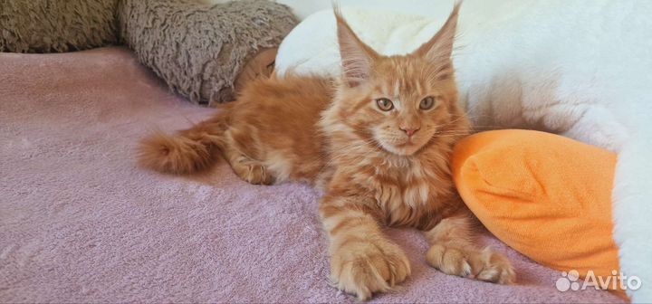 Котята мейн-кун девочка полидакт