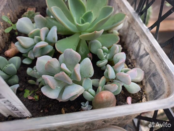 Кактусы и суккуленты, каменная роза, эчеверия