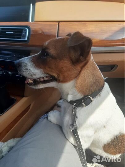 Джек Рассел терьер вязка