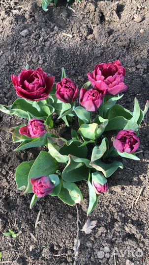 Луковицы тюльпанов махровые