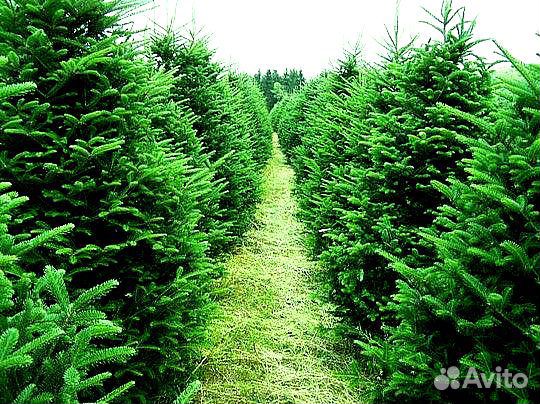 Ель Голубая из питомника с доставкой