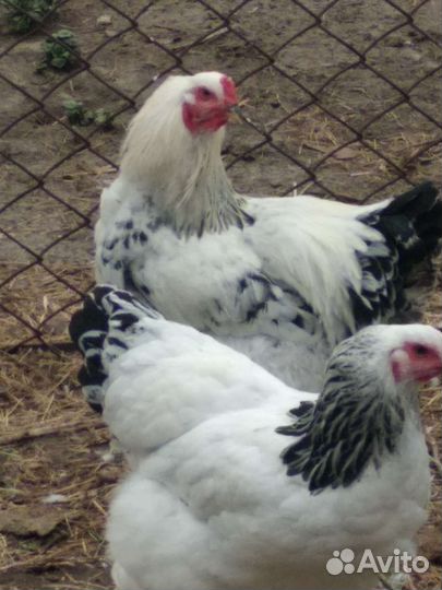 Петухи Брама - чистокровки