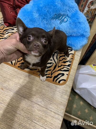 Чихуахуа Горький шоколад Нимфа