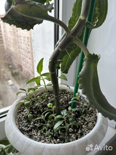 Лечебный калонхое