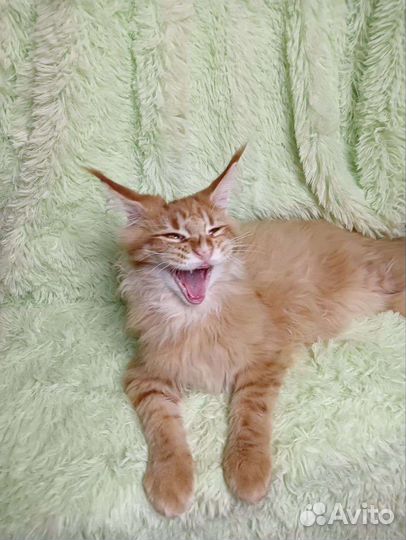 Кошки мейн-кун