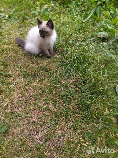 Котята в добрые руки даром