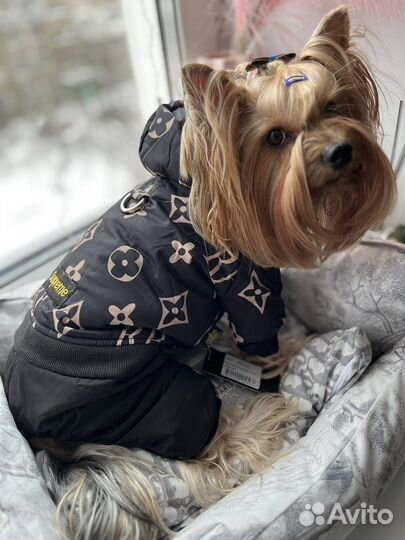 Комбинезон для собак /куртка Фенди/Луи vuitton