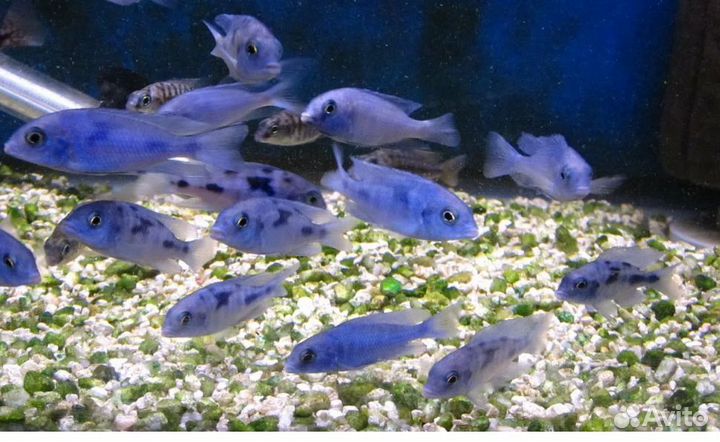 Лабидохромис Еллоу