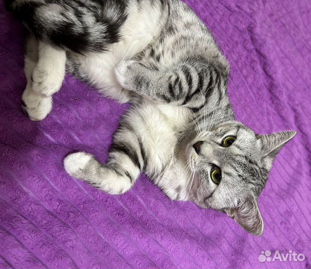 Кот на вязку