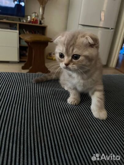 Шотландские котята