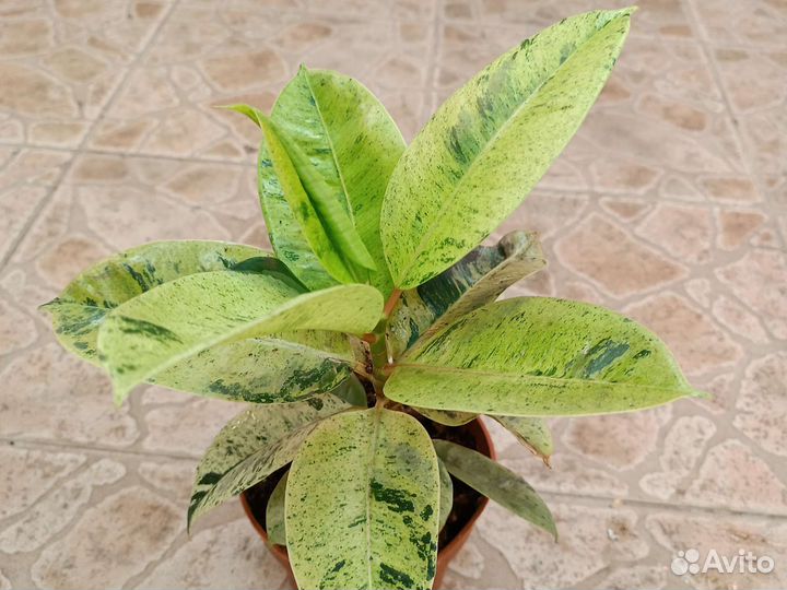 Фикусы ассорти