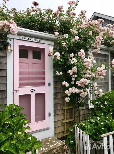 Роза плетистая Нью Дон/New Dawn