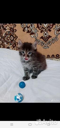 Отдам котят в добрые руки