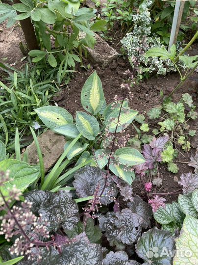 Хосты цветные