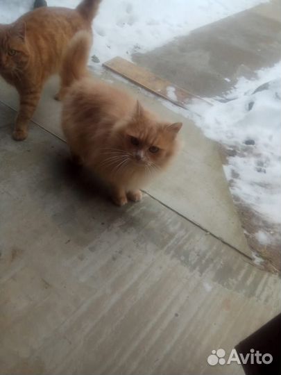 Котик в хорошие руки