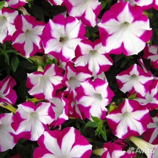 Вегетативная петуния