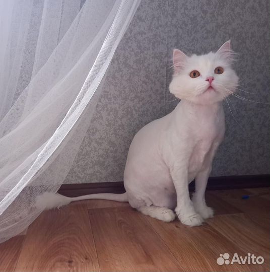 Стрижка кошек с выездом на дом