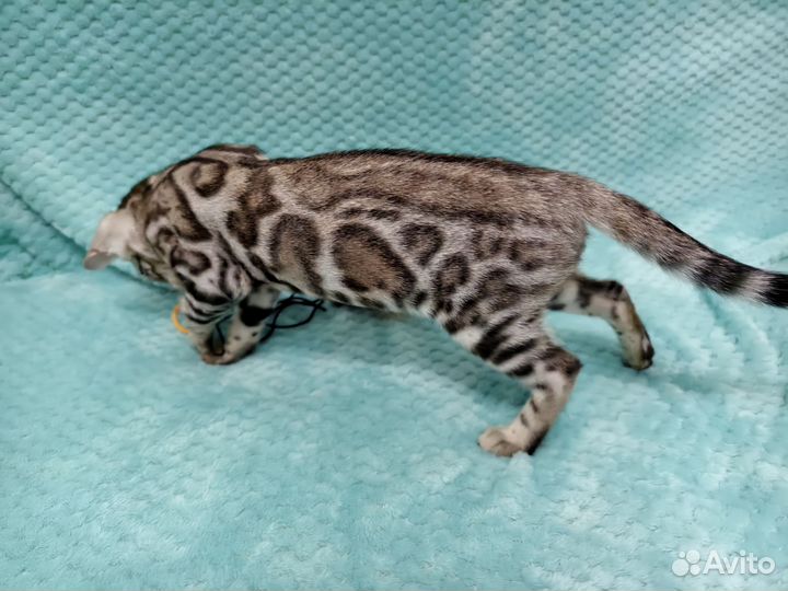 Бенгальский котенок