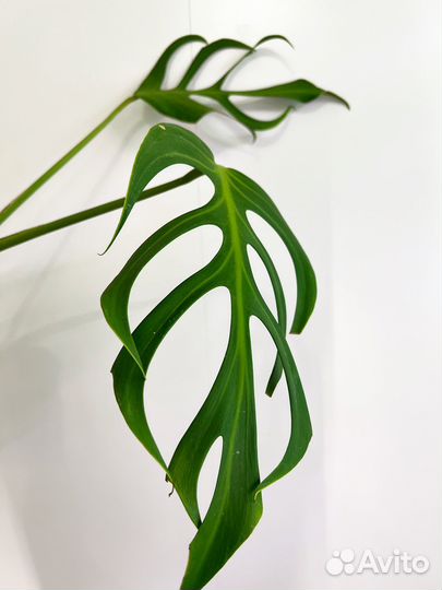 Морстера Burle Marx Flame