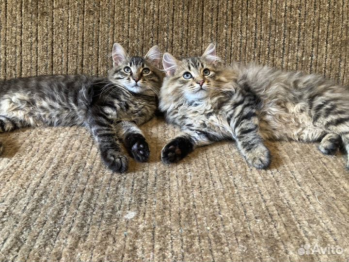 Сибирские пушистые котята