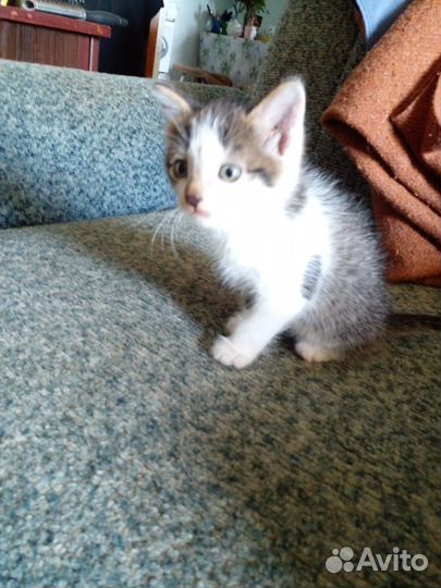 Отдам бесплатно котят)