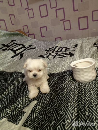 Щенки мальтипу f1