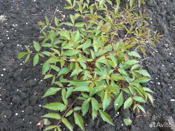 Астильба белая, розовая