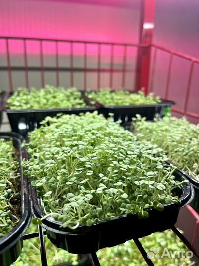 Свежий горох зелень