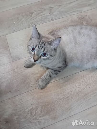 Отдам кота в добрые руки