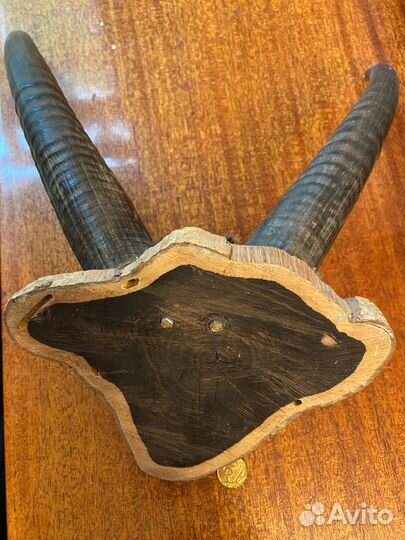 Рога антилопы