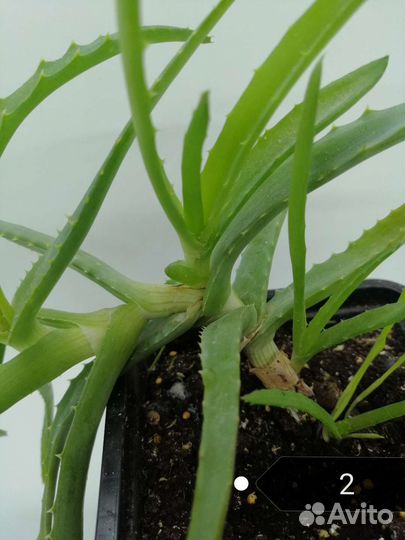 Кактусы и суккуленты. Алоэ