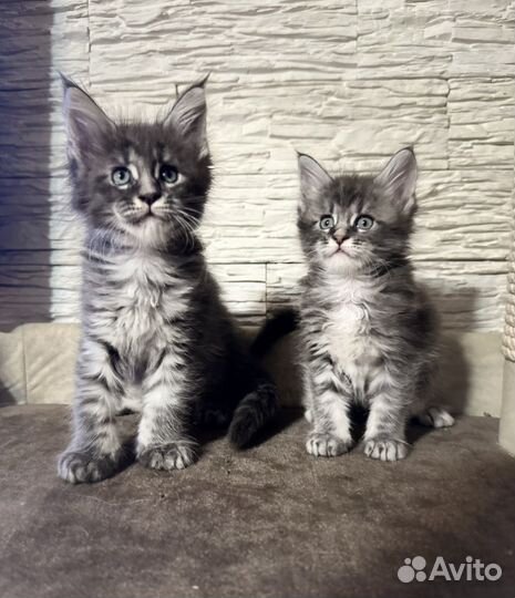 Мейн-кун котята